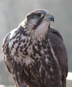 Stepski soko Saker_falcon_1 (1)