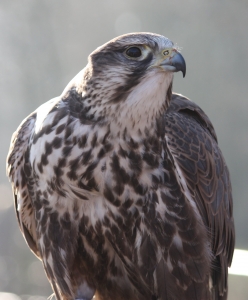 Saker_falcon_1 (1)