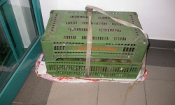 1 - Krijumčareni Macaca sylvanus u plastičnim gajbama - 29 oct 2012 - Horgoš