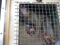 3 - Transport-berberskih-makaka-2015