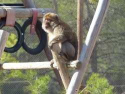 8 - AAP Primadomus - Macaca sylvanus