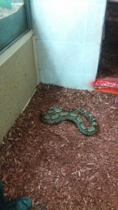 boa-constrictor