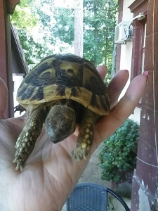 testudo-hermanni-subotica-13-07-2017-slika-4