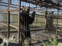 1 - Medvedi u Srbobranu 2016 godine (c) Vier Pfoten