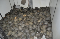 Zaplena - 23.12.2012. okolina Preševa - 1327 barskih kornjača (Emys orbicularis)