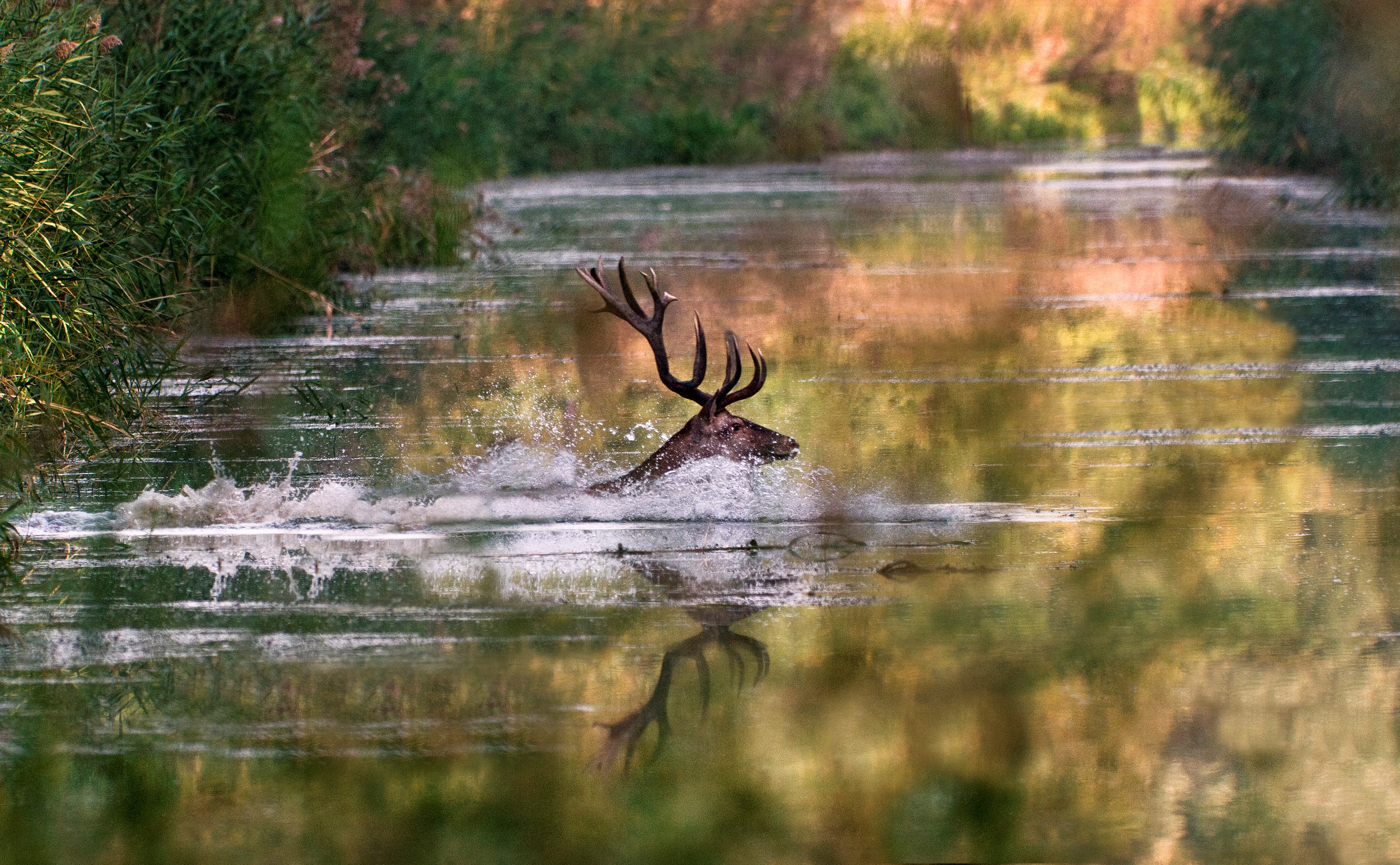 Rezervat biosfere „Mura-Drava-Dunav“ u pet država upisan na listu Uneska