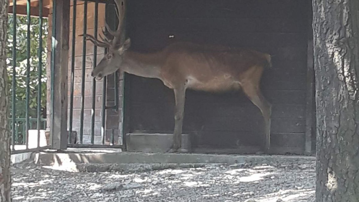 Зоолошки врт у Бору